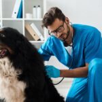 attentive veterinarian examining bernese mountain dog with stethoscope