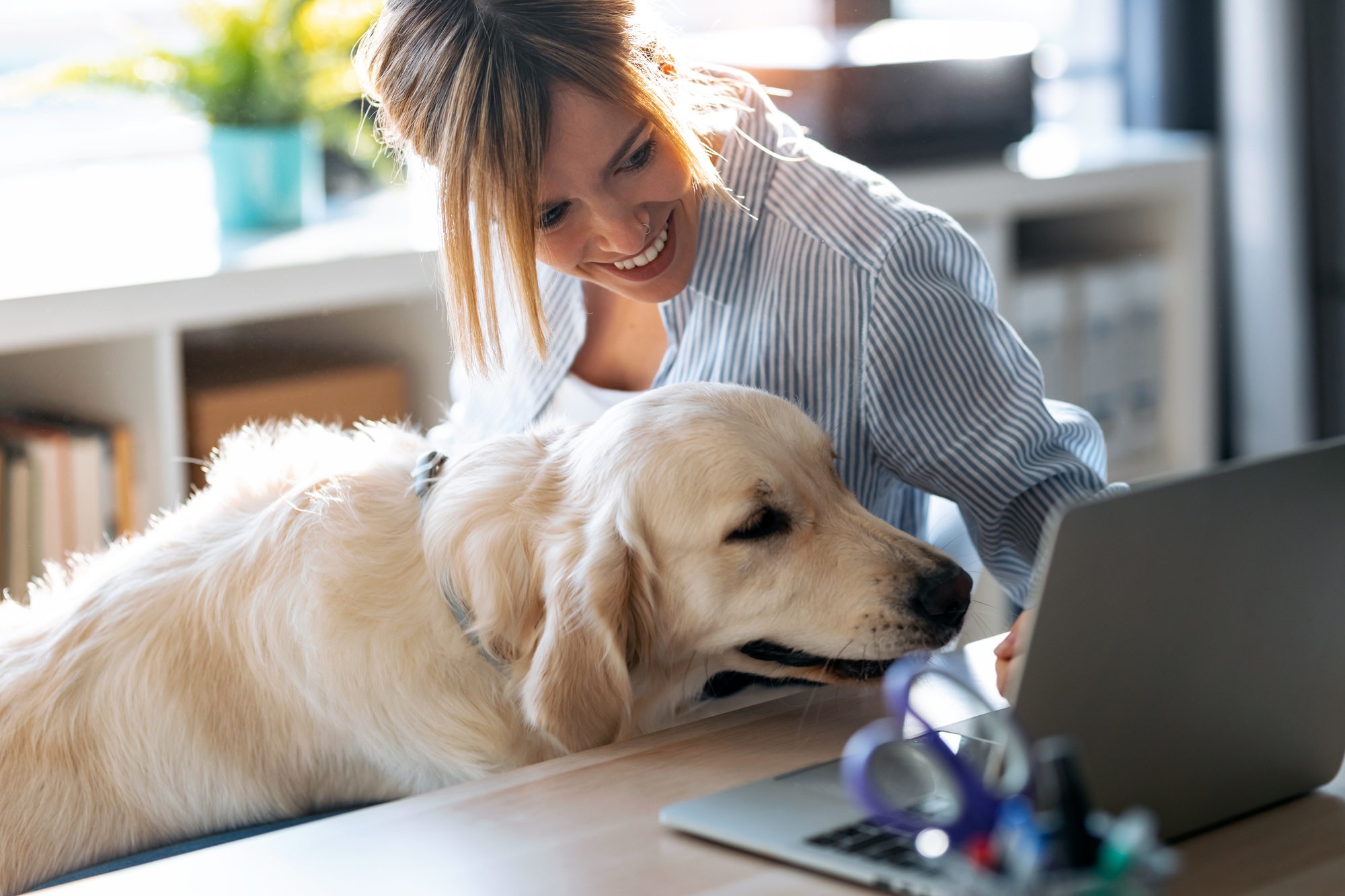 Beautiful dog looking the laptop while her smiling owner working with him in living room at home.