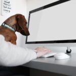 Dog working at desk in office