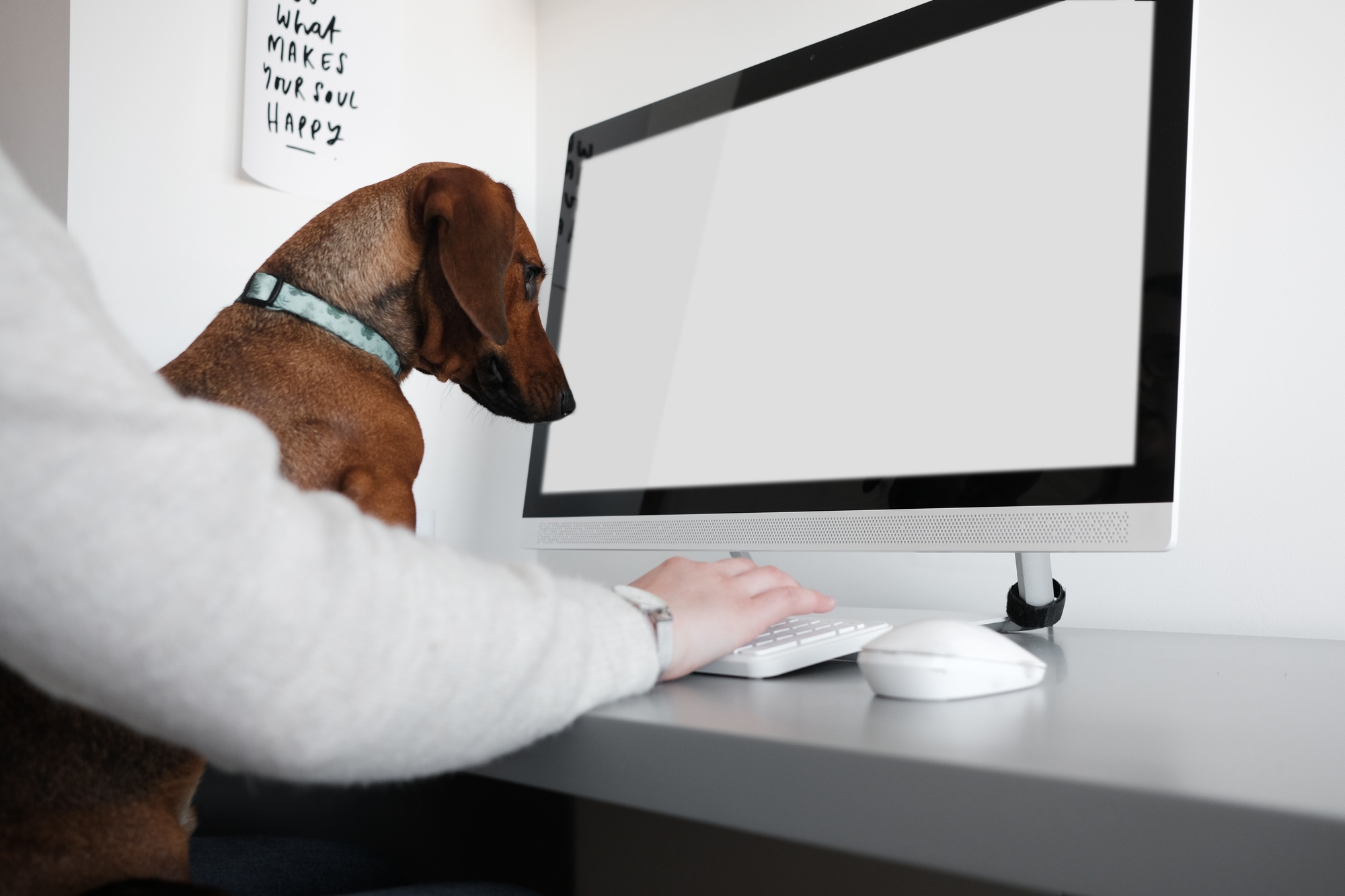 Dog working at desk in office