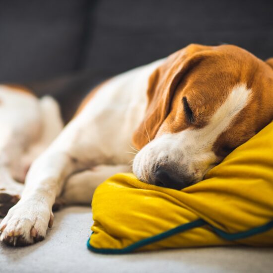 Funny Beagle dog tired sleeps on a cozy sofa, couch, on yellow cushion