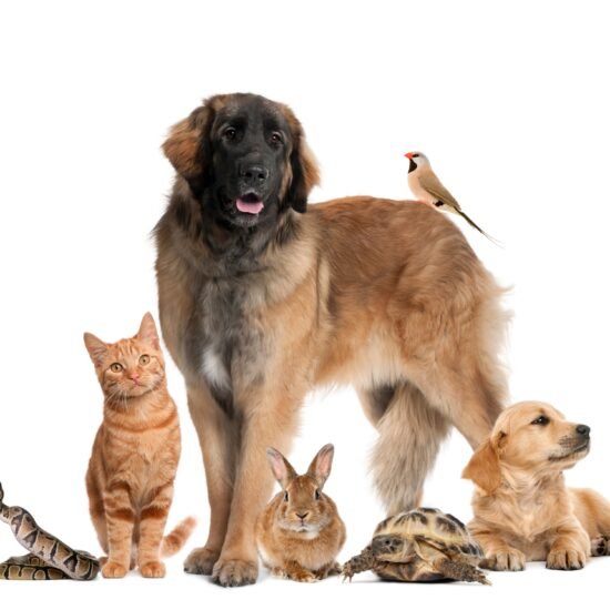 Group of pets