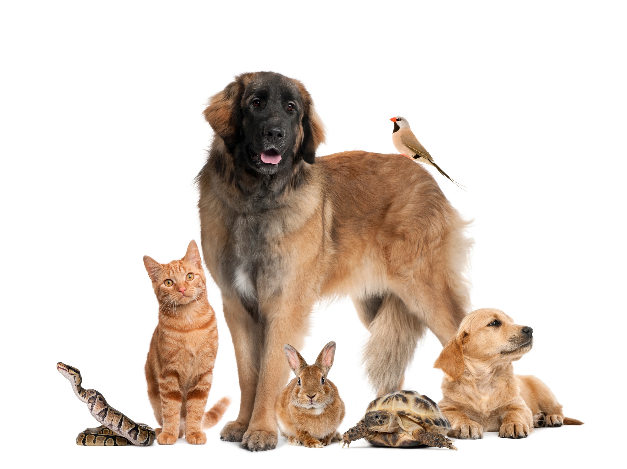 Group of pets
