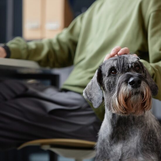 Man Petting Dog Sitting by Desk and Waiting