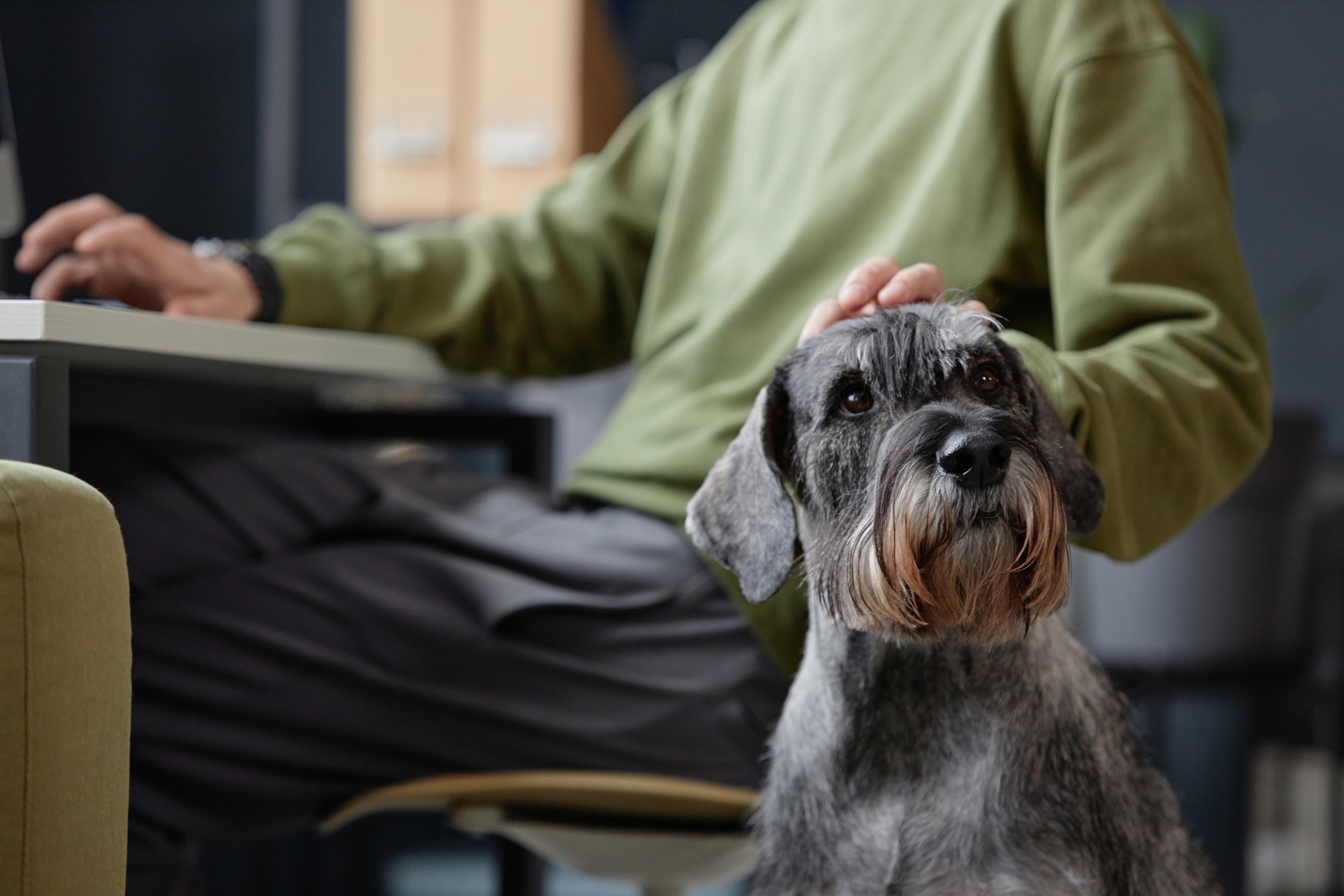 Man Petting Dog Sitting by Desk and Waiting