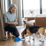 Senior woman feeding beagle dog at home