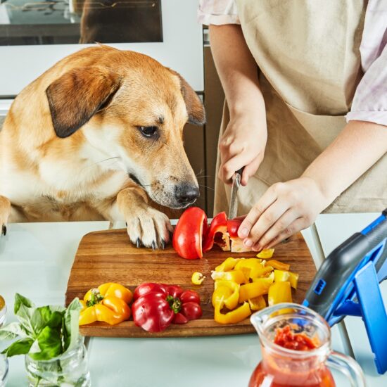 Teenager with dog is preparing an online, virtual master class