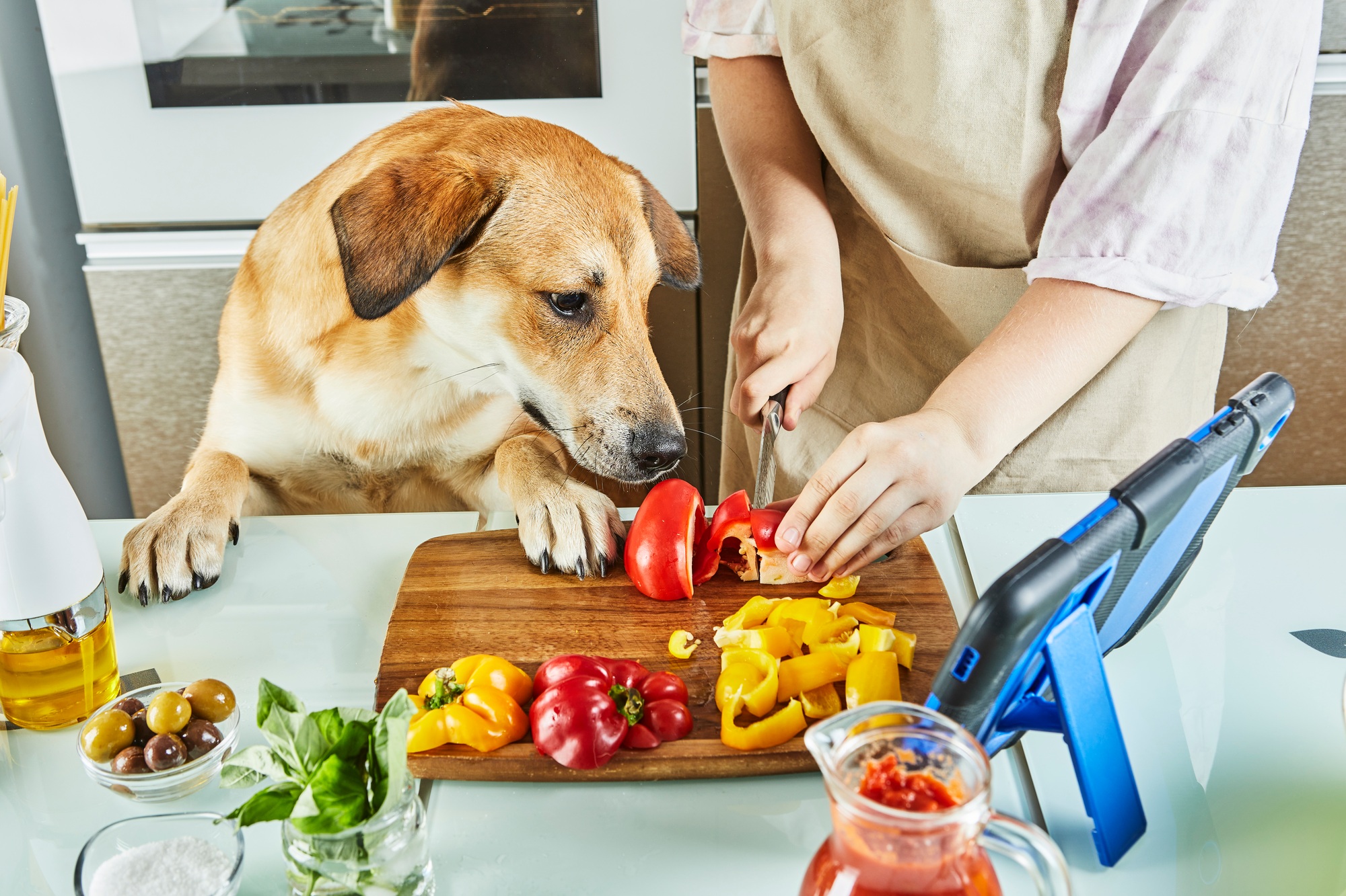 Teenager with dog is preparing an online, virtual master class